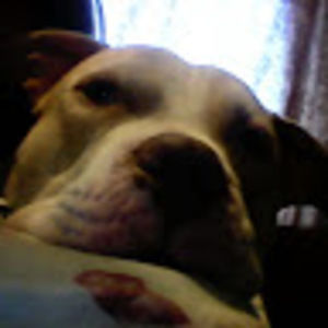 Meet your Posher, Dominick